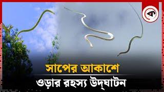 সাপের আকাশে ওড়ার রহস্য উদ্ঘাটন | Snake Flying | Kalbela