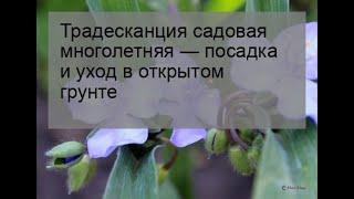 Традесканция садовая многолетняя — посадка и уход в открытом грунте