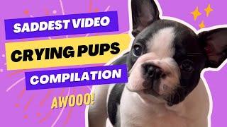 Crying Puppies Compilation (the saddest French Bulldog pups )