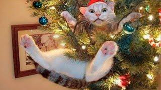 Cat’s First Christmas  Funny Cats on Holidays