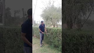 hedge pruning #garden #plants #cutting #homegarden #naturelovers #video