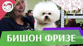 Бишон фризе  на ilikepet. Особенности породы, уход.