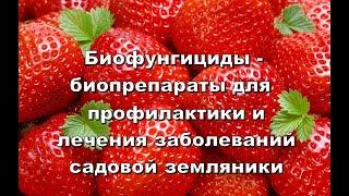 БИОФУНГИЦИДЫ-БИОПРЕПАРАТЫ для профилактики и лечения заболеваний клубники