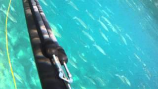 chasse sous marine var 2012 gros mullets !!!