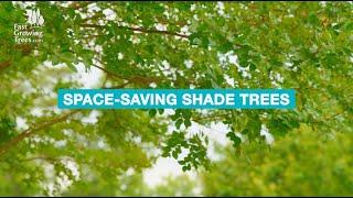 Space-Saving Shade Trees