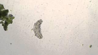 Microscope test - T490B First Day