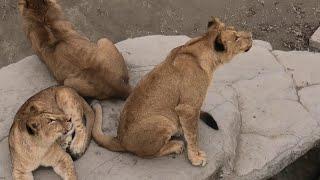 Прайд Симбы отдыхали, вдруг голубь мимо пролетел! Simba's family was resting and a pigeon flew past!