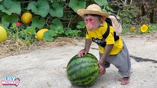 Smart Lily helps dad pick watermelons to make juice