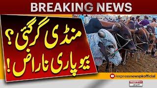Cattle Market  | Qurbani 2025 |  Cattle Mandi| Big News Bakra Eid Season 2025