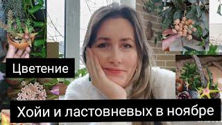 цветение хойи и ластовневых в ноябре️