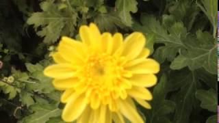 Хризантема Зембла белая в Баку - Бильгях _White Zembla chrysanthemum in Baku-Bilgah