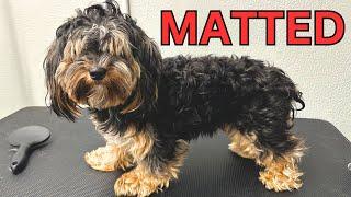 ANOTHER Matted Dog Cleaned Up For CHRISTMAS!