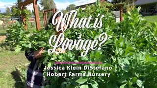 What is Lovage?