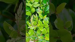 white flowers evergreen privacy shrubWax Leaf Privet in late March