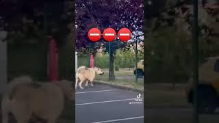 #kangal vs #dog 