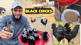 Wow Magic Eggs Sy Black Hen Chicks Nikal Aiye  Lekin Kesy ?