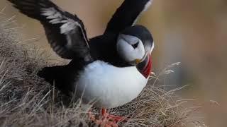 Puffin sound