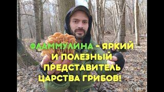 ФЛАММУЛИНА (Flammulina velutipes). Зимний опенок - полезный представитель царства грибов!