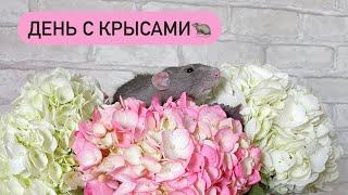 День с крысами 