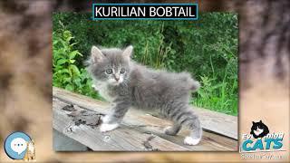 Kurilian Bobtail  EVERYTHING CATS 