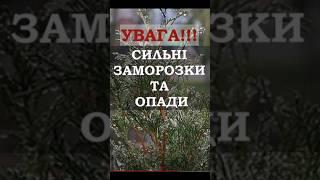 Сильні заморозки та опади  в Україні #weather #shorts