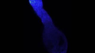 Arabidopsis GFP-SEC3a in sec3a mutant pollen tube