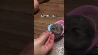 hamsters core #hamsters  #funnyhamsters #fyp #foryou #pet #pets #hamsterslover #us