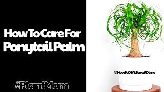 How To Care For Ponytail Palm #plantmom #plant  #plantcare #indoorplants