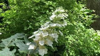 How to Grow Oak Leaf Hydrangea - Hydrangea quercifolia. Care and Varieties