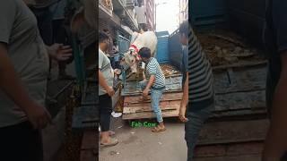 Unloading Most Beautiful and Biggest Cow of Topsia in Moon Star area for 2025#viral #trending
