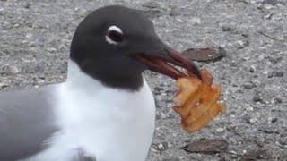 Seagull has a hard time eating Wendy's Waffle Fries