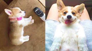 Funny and Cute corgi puppies videos compilation 2021 Cutest corgis Ever! Part 4