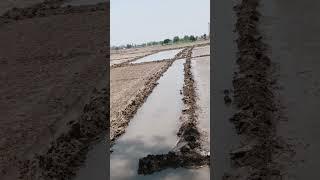 pyod#khetibadi#jeeri#borwell#jaatlife#pyod#farming#farmerlife#kisanektazindabaadi#nofarmersnofood