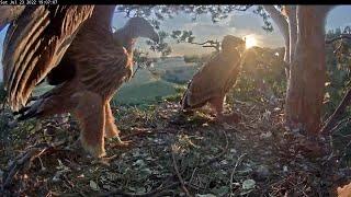 23/7/22 Batyr Unfurling His Wings at Sunset. Almet in Silhouette ️ Eagle Family Altynychi