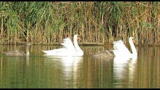 369. Labuť velká, Cygnus olor, Mute Swan, Höckerschwan, Sisne vulgar, Cygne tuberculé