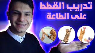 طريقة تدريب القطط على الطاعة و على بعض التدريبات البسيطة (الوقوف-المصافحة-الإلتقاط او المسك)