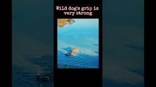 Wild Dog Catches Baby Deer, But What Happens Next Will Shock You!#usawildlife #animallife