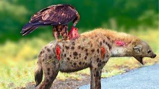 Too Terrible - The Eagle Used Its Sharp Claws To Cling To The Hyena's Back And Ate It To Death