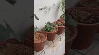 butterfly pea flowers harvesting #shankupushpam #ytshortsvideo #homegarden #nature #gardeningflowers