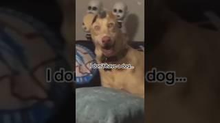skinwalkers dogs #shorts #tiktok #dog