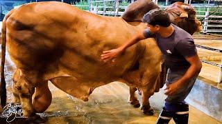 The finest Sahiwal bull in Bangladesh | Brownie's Ranch