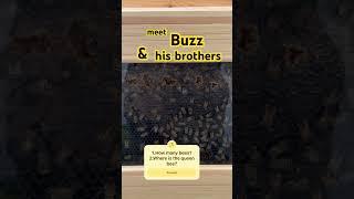 More bees! #buzz #bee #honey #hive #pollen #hexagon