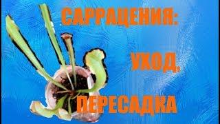 Саррацения: уход и пересадка