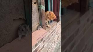 Cat Tries to Catch Mouse But What Happens Next? 