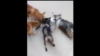 Four wild dogs attack kill and eat cute cats that are unable to fight