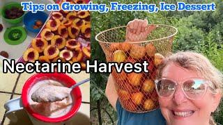 Nectarine Harvest Free Stone Seedling Grown in Yard, Freezing Garden Produce, Easy Fruit Ice Cream