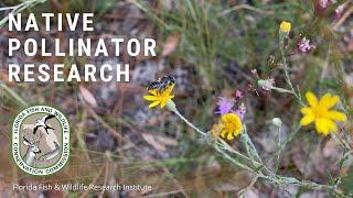 Native Pollinator Research