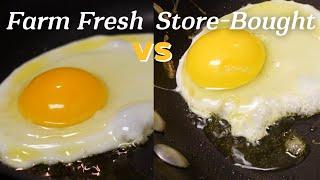 Difference between Farm Eggs and Organic Store Bought