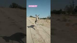 УЖАСНЫЙ ОСЛ НАПАДАЛСЯ A HORRIBLE DONKEY ATTACKED DAXSHAT ESHAK HAMLA QILDI