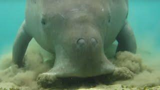 Dugong dugon(sea cow) digging sea grass